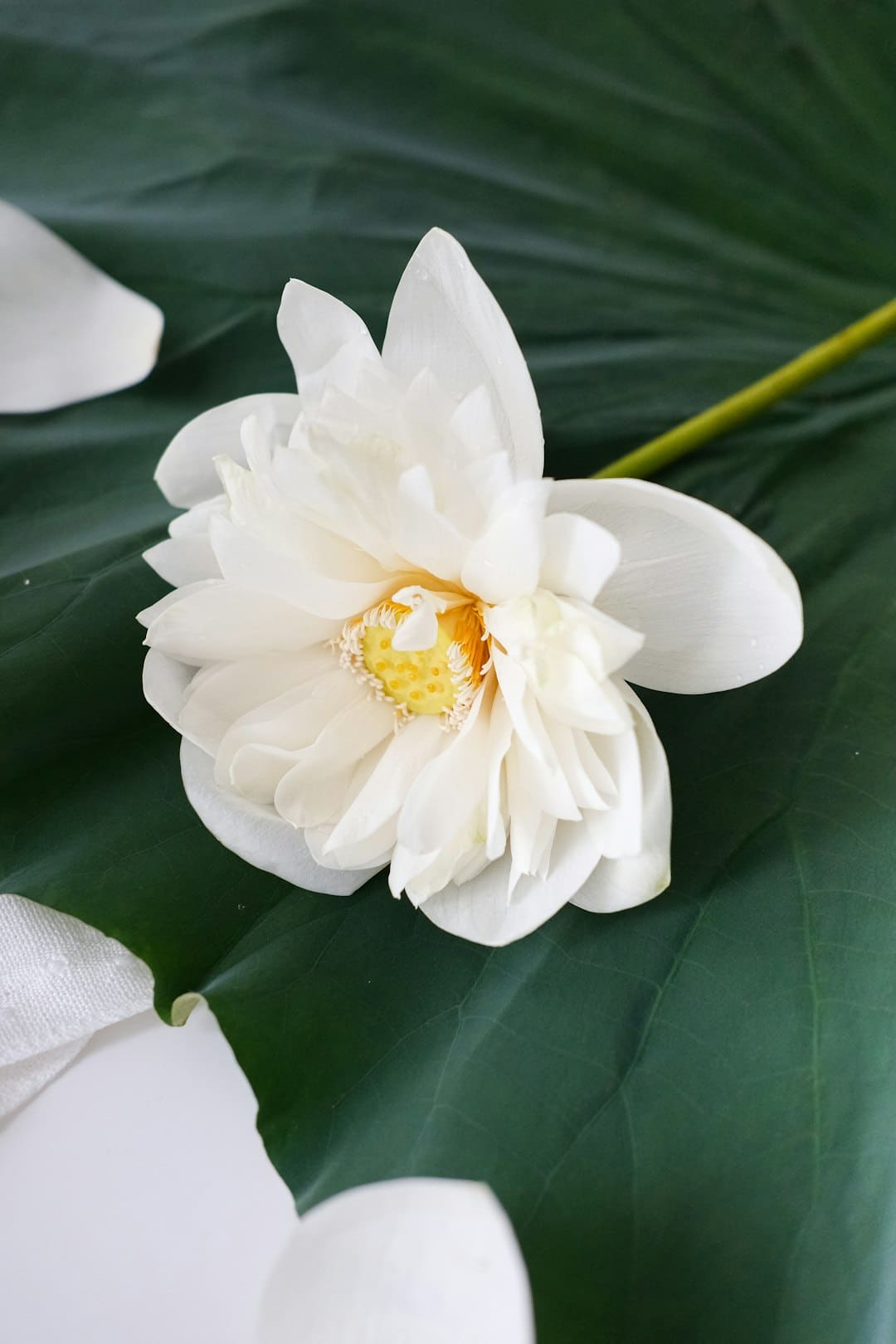 陕西西乡县堰口镇湾对坡村：红叶红柿美如画